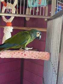 Lost Macaw