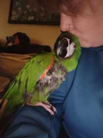 Lost Macaw