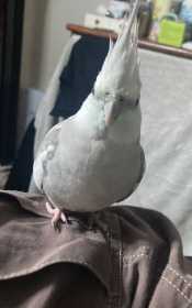 Lost Cockatiel