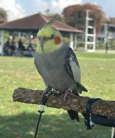 Lost Cockatiel
