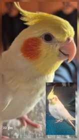 Lost Cockatiel