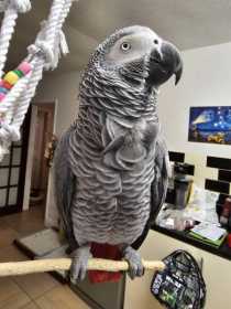 Lost African Grey