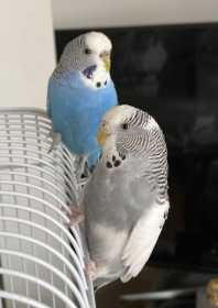 Lost Budgerigar