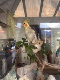 Lost Cockatiel