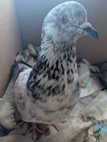 Lost Pigeon