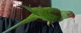 Lost Alexandrine