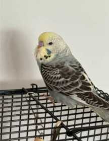 Lost Budgerigar