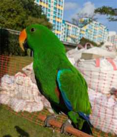 Lost Eclectus
