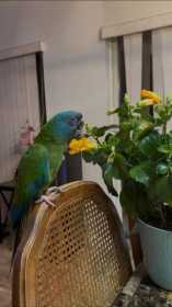 Lost Macaw