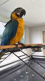 Lost Macaw