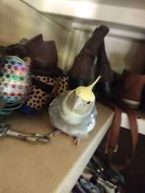 Lost Cockatiel