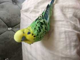 Lost Budgerigar
