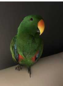 Lost Eclectus