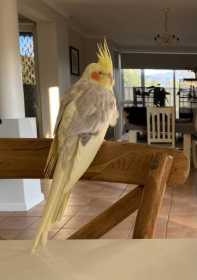 Lost Cockatiel
