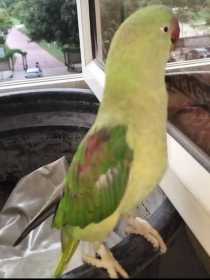 Lost Alexandrine