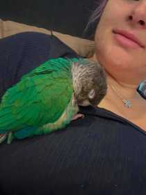 Lost Conure