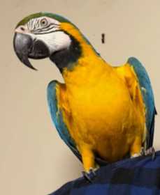 Lost Macaw