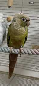 Lost Conure