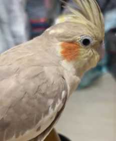 Lost Cockatiel