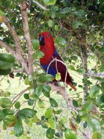 Lost Eclectus
