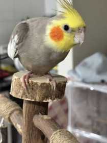 Lost Cockatiel