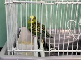 Lost Parakeet