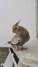 Lost Cockatiel