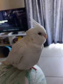 Lost Cockatiel