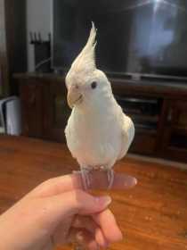 Lost Cockatiel