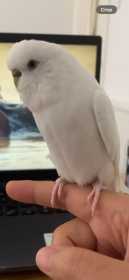 Lost Budgerigar