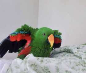 Lost Eclectus