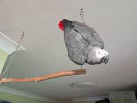 Lost African Grey