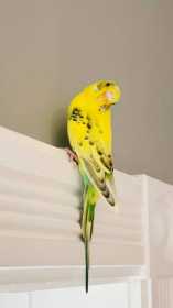 Lost Budgerigar