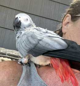 Lost African Grey