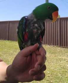 Lost Eclectus