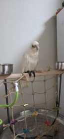 Lost Corella Cockatoo