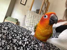 Lost Conure