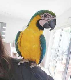 Lost Macaw