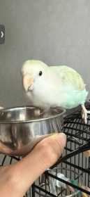 Lost Lovebird