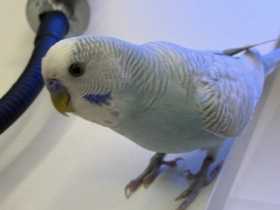 Lost Budgerigar