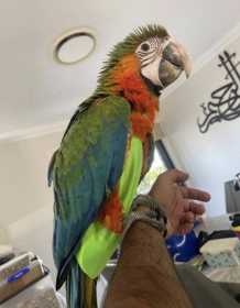 Lost Macaw