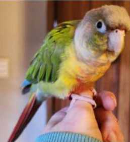 Lost Conure