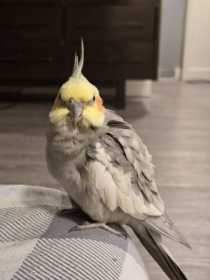 Lost Cockatiel