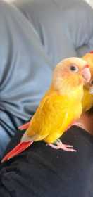 Lost Conure