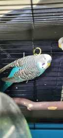 Lost Parakeet