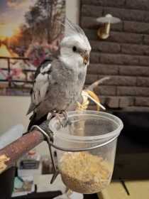 Lost Cockatiel