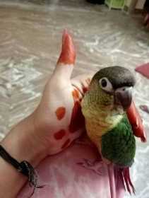 Lost Conure