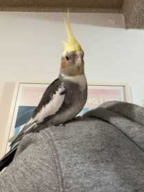 Lost Cockatiel