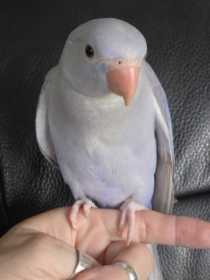 Lost Indian Ringneck Parakeet