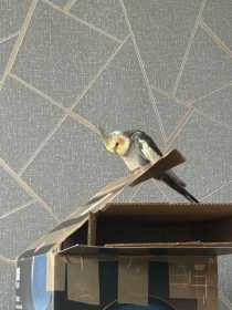 Lost Cockatiel